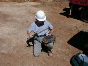 Gopher_Tortoise.JPG