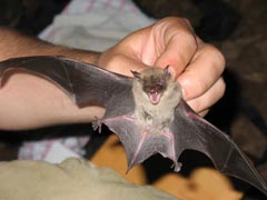 Brown Bat.jpg