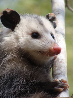 justin/opposum.jpg